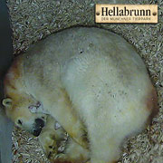 2 Eisbären Babys kamen in Hellabrunn am 9.12.2013 auf die Welt (©Foto: Hellabrunn)